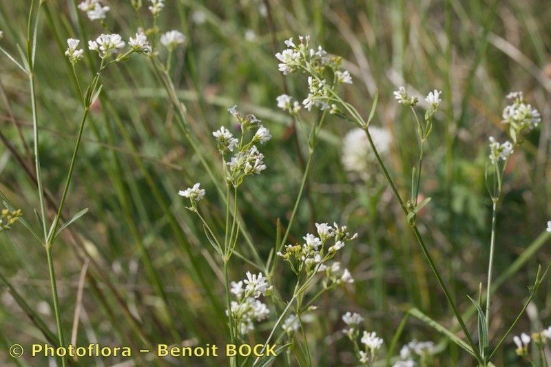 Taken May 15, 2009 by Photoflora - Benoit BOCK (©)