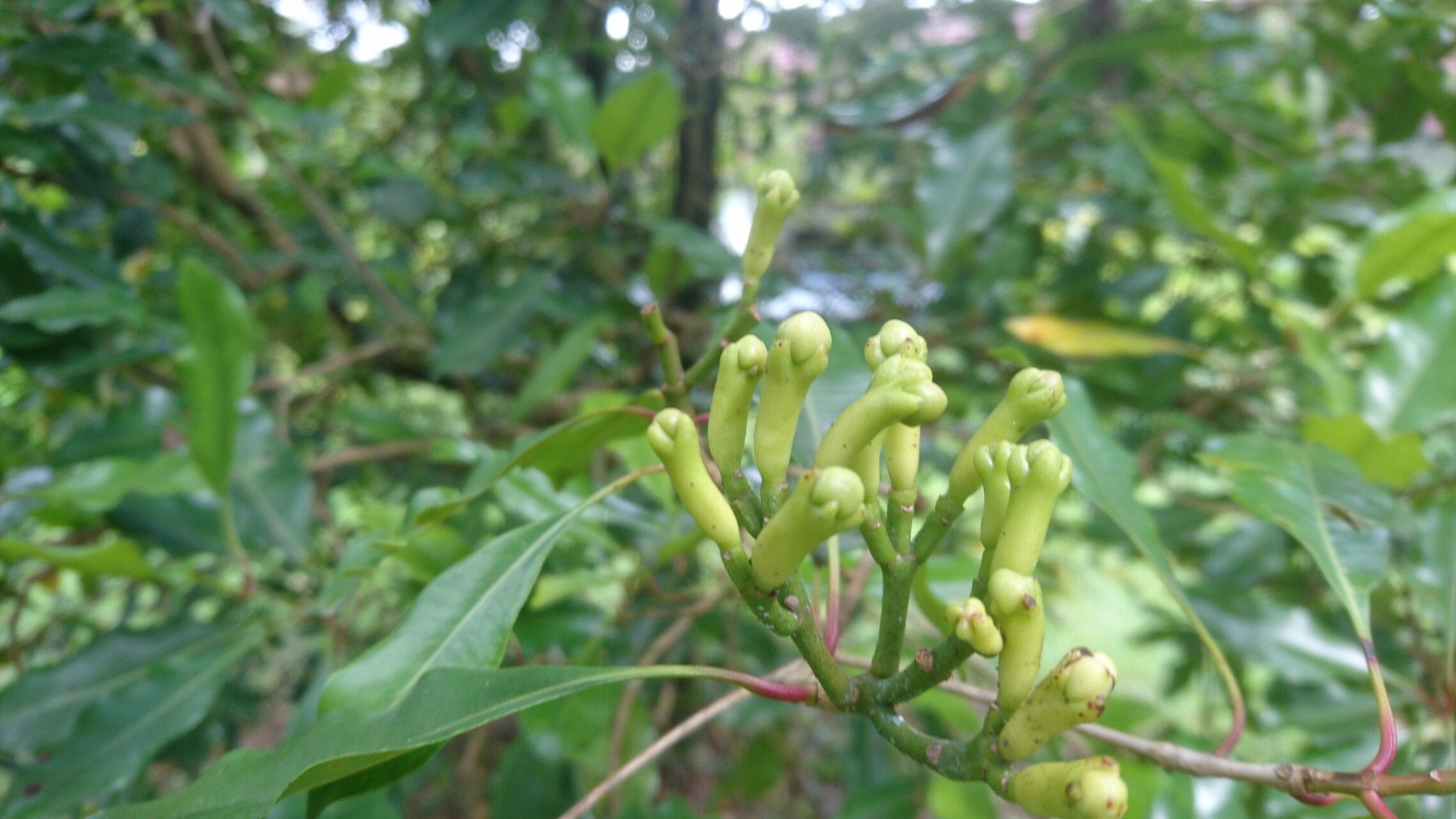 Beobachtung: Syzygium aromaticum (L.) Merr. & L.M.Perry (Hervé Rey 15 ...