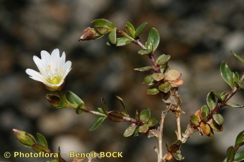 Taken Jul 15, 2007 by Photoflora - Benoit BOCK (©)