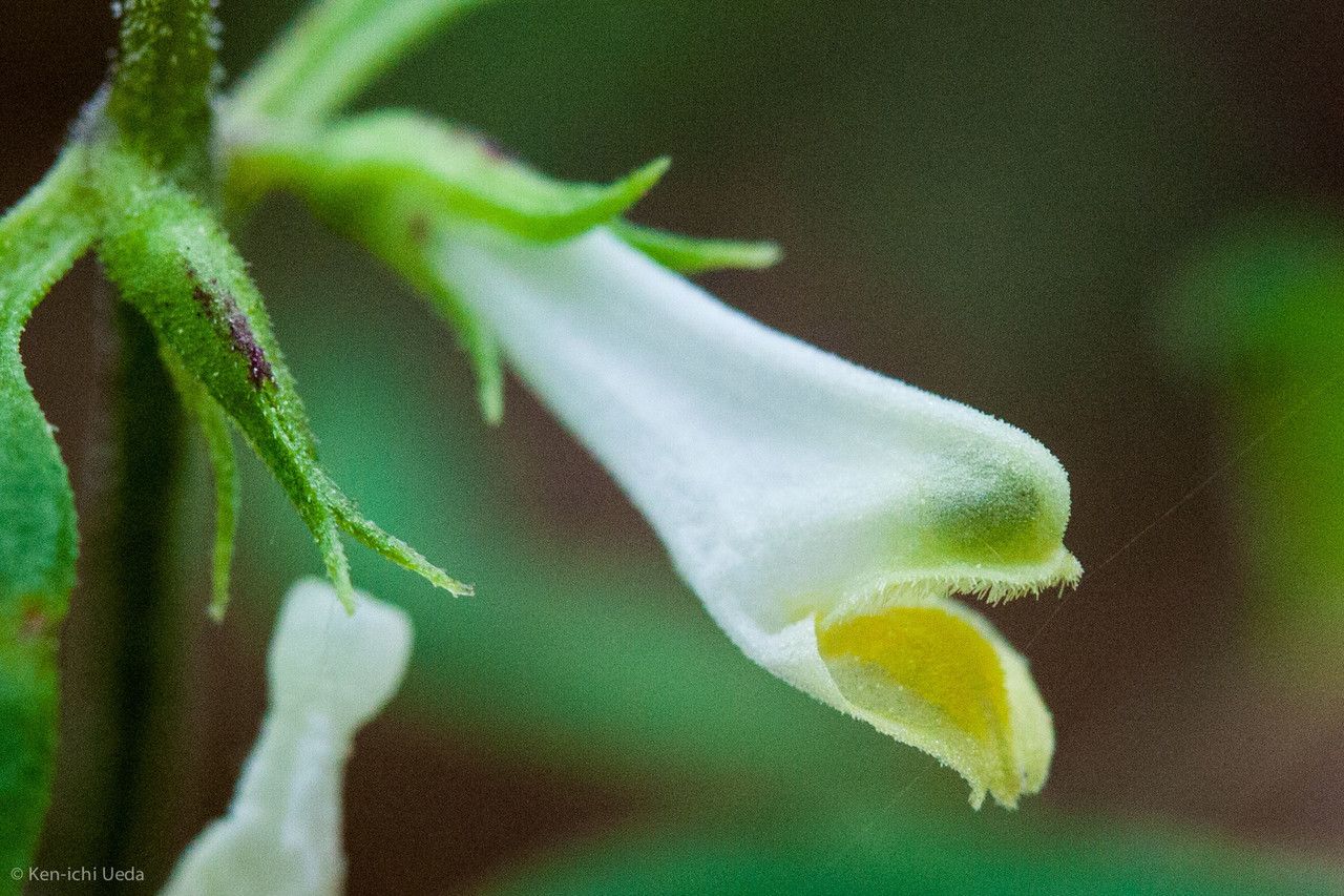 Taken Jun 11, 2013 by EOL − Ken-ichi Ueda (cc-by-nc)