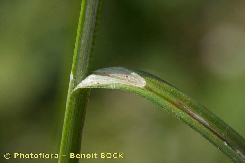 Taken May 15, 2009 by Photoflora - Benoit BOCK (©)