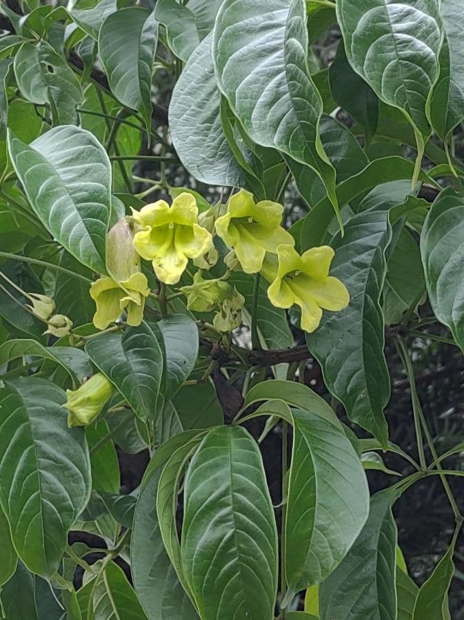 Cybistax antisyphilitica (Mart.) Mart., Caroba-de-flor-verde (Flora  mundial) - Pl@ntNet identify