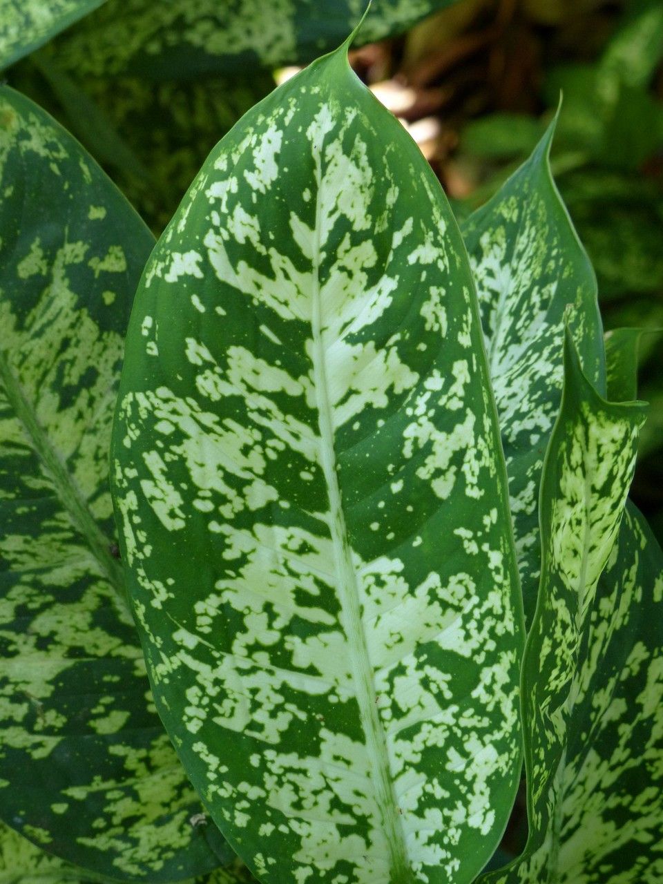 Dieffenbachia picta Schott