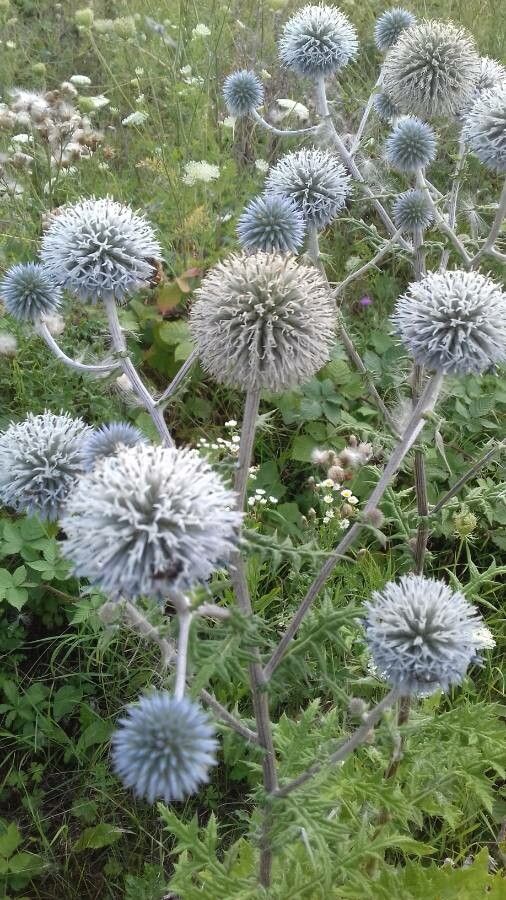 How To Grow Echinops sphaerocephalus | EarthOne