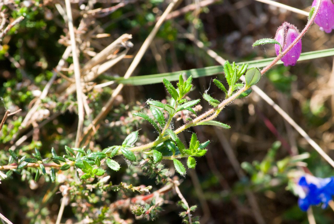 Taken Apr 17, 2011 by Tela Botanica − Jean-Jacques HOUDRÉ (cc-by-sa)