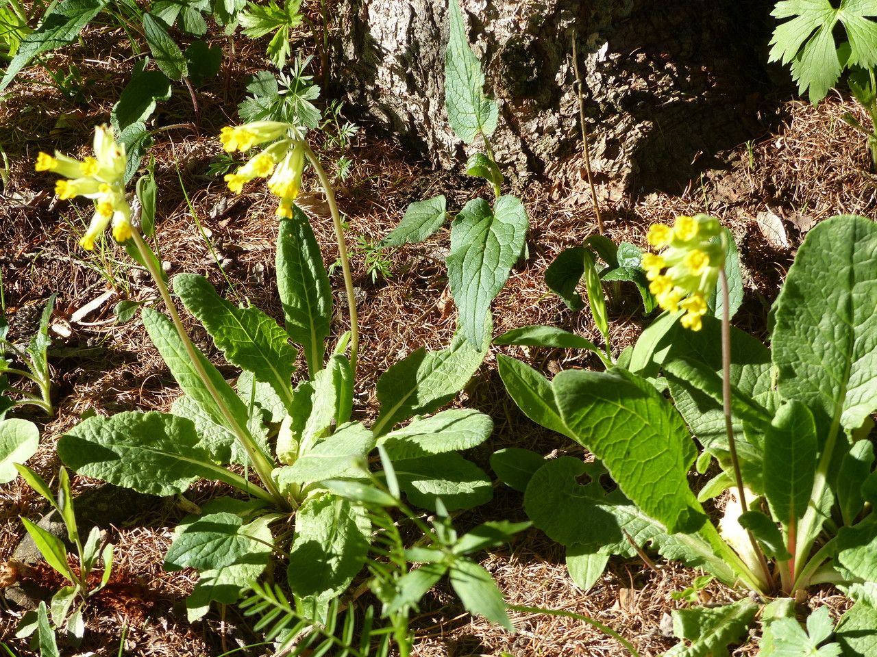 Cowslip