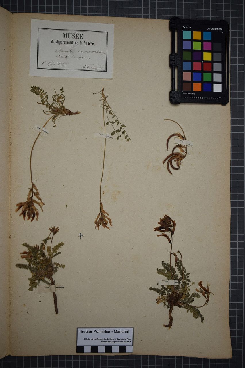 Taken May 31, 1853 by Tela Botanica − Herbier PONTARLIER-MARICHAL (cc-by-sa)