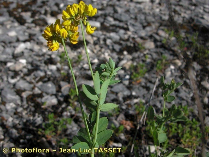 Taken May 15, 2004 by Photoflora - Jean-Luc TASSET (©)