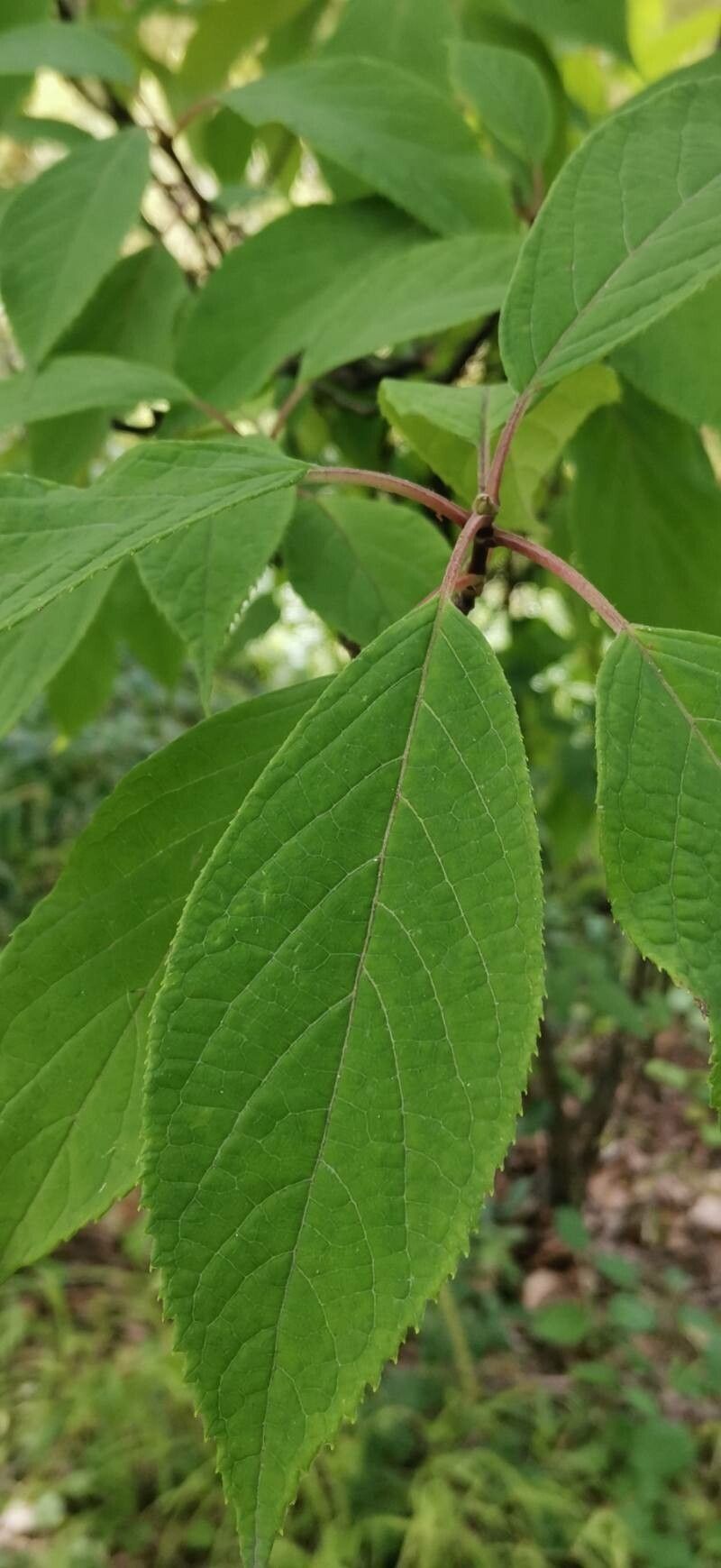 Hydrangea xanthoneura Diels (World flora) - Pl@ntNet identify