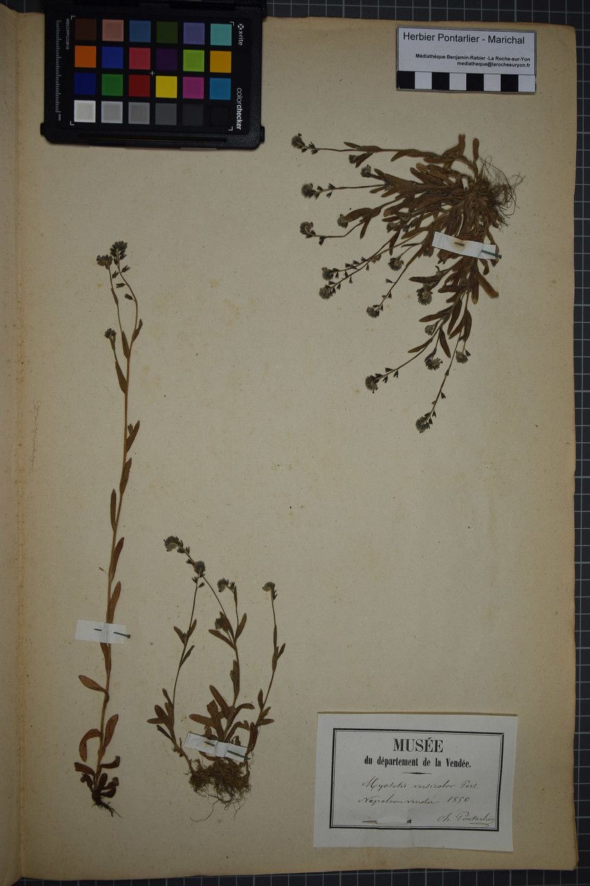 Taken Dec 31, 1849 by Tela Botanica − Herbier PONTARLIER-MARICHAL (cc-by-sa)