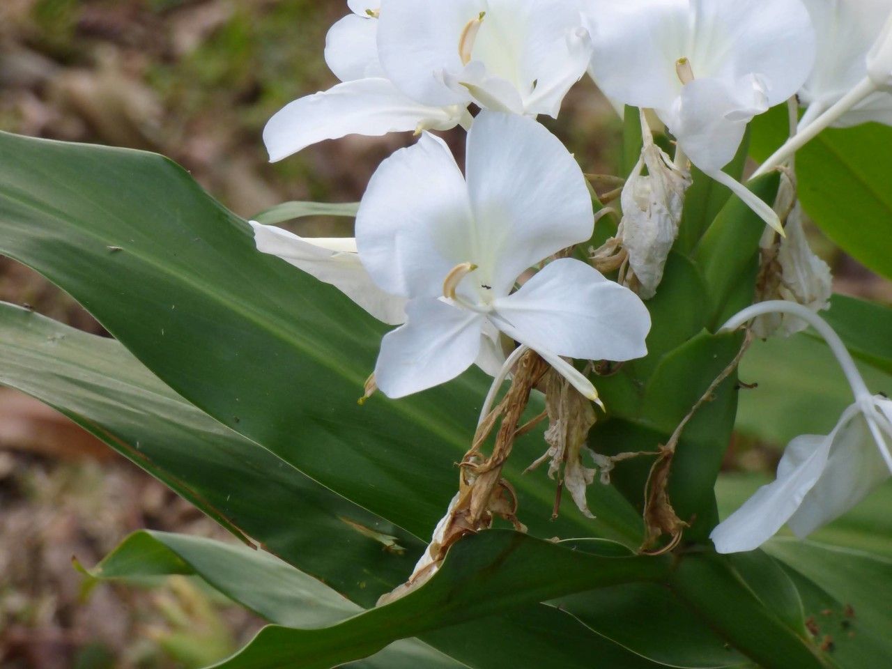 Hedychium coronarium önig, White garland-lily (Réunion) - Pl@ntNet  identify