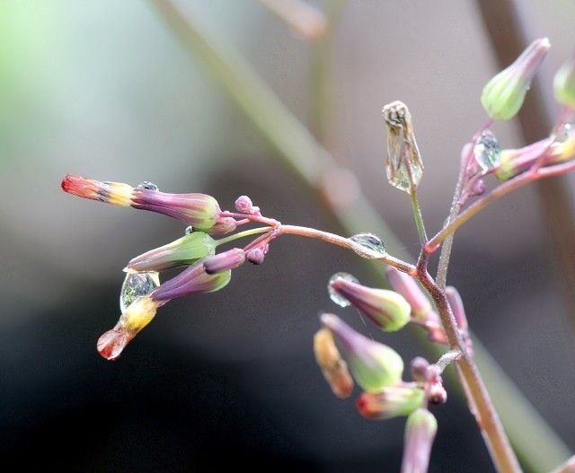 Taken Jun 24, 2014 by Tela Botanica − Serge MI-AIME-A-OU.COM (cc-by-sa)