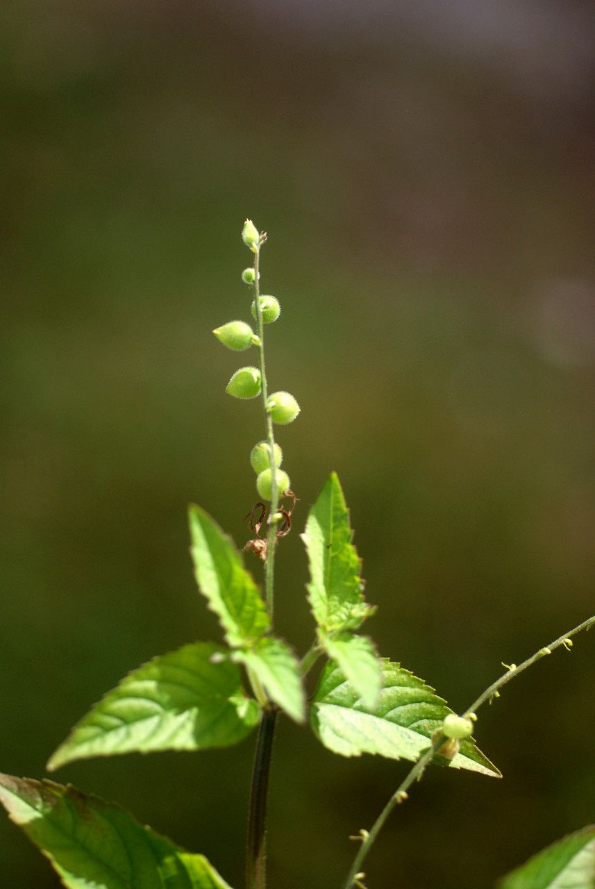 Taken Jul 21, 2012 by Tela Botanica − Liliane Roubaudi (cc-by-sa)