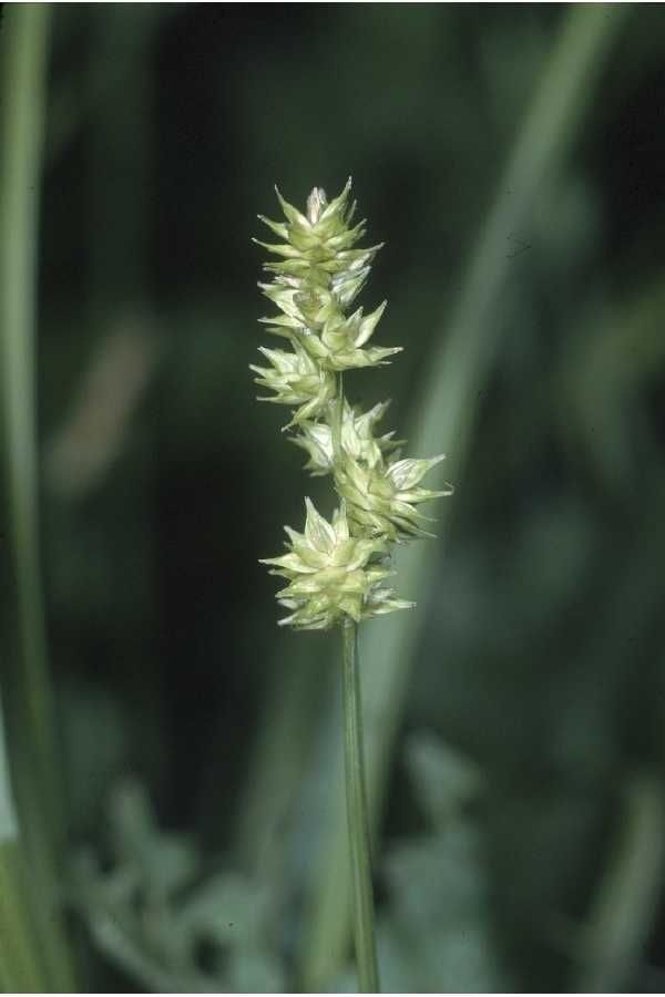 Taken Jan 1, 1900 by EOL − USDA NRCS Wetland Science Institute. (public)