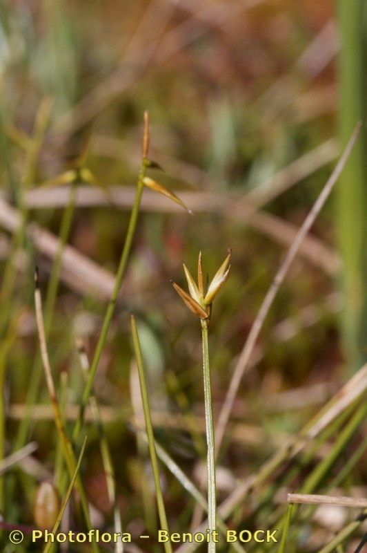 Taken Aug 15, 2010 by Photoflora - Benoit BOCK (©)