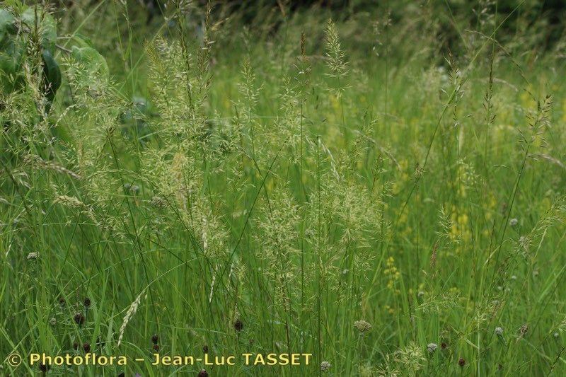 Taken Aug 15, 2019 by Photoflora - Jean-Luc TASSET (©)