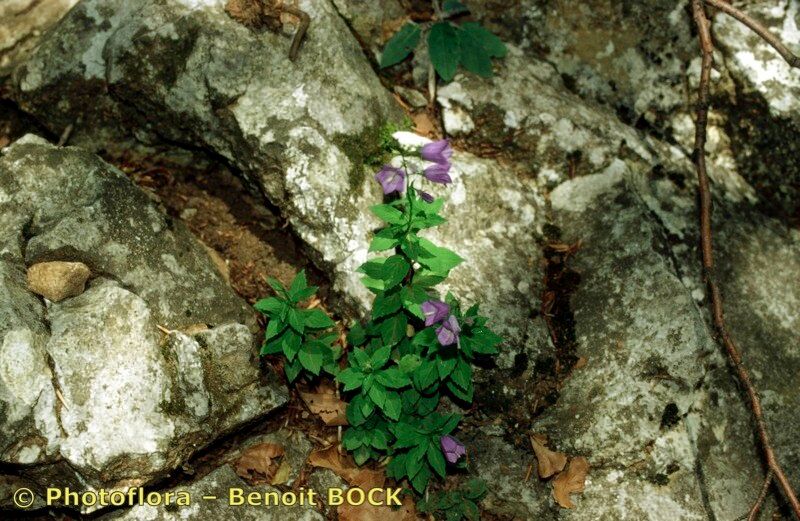 Taken Aug 15, 1997 by Photoflora - Benoit BOCK (©)