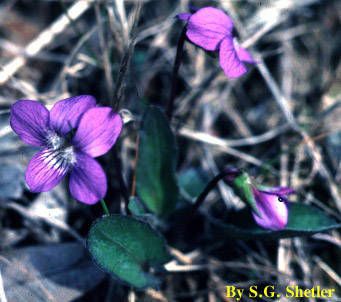 Taken Jan 1, 1900 by EOL − Smithsonian Institution, National Museum of Natural History, Department of Botany (cc-by-nc-sa)