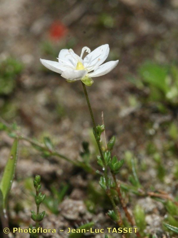 Taken Sep 15, 2007 by Photoflora - Jean-Luc TASSET (©)