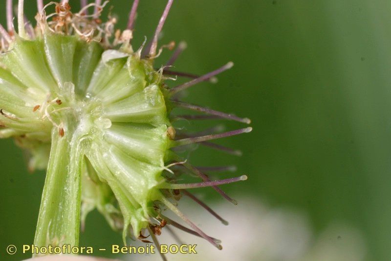 Taken Aug 15, 2006 by Photoflora - Benoit BOCK (©)