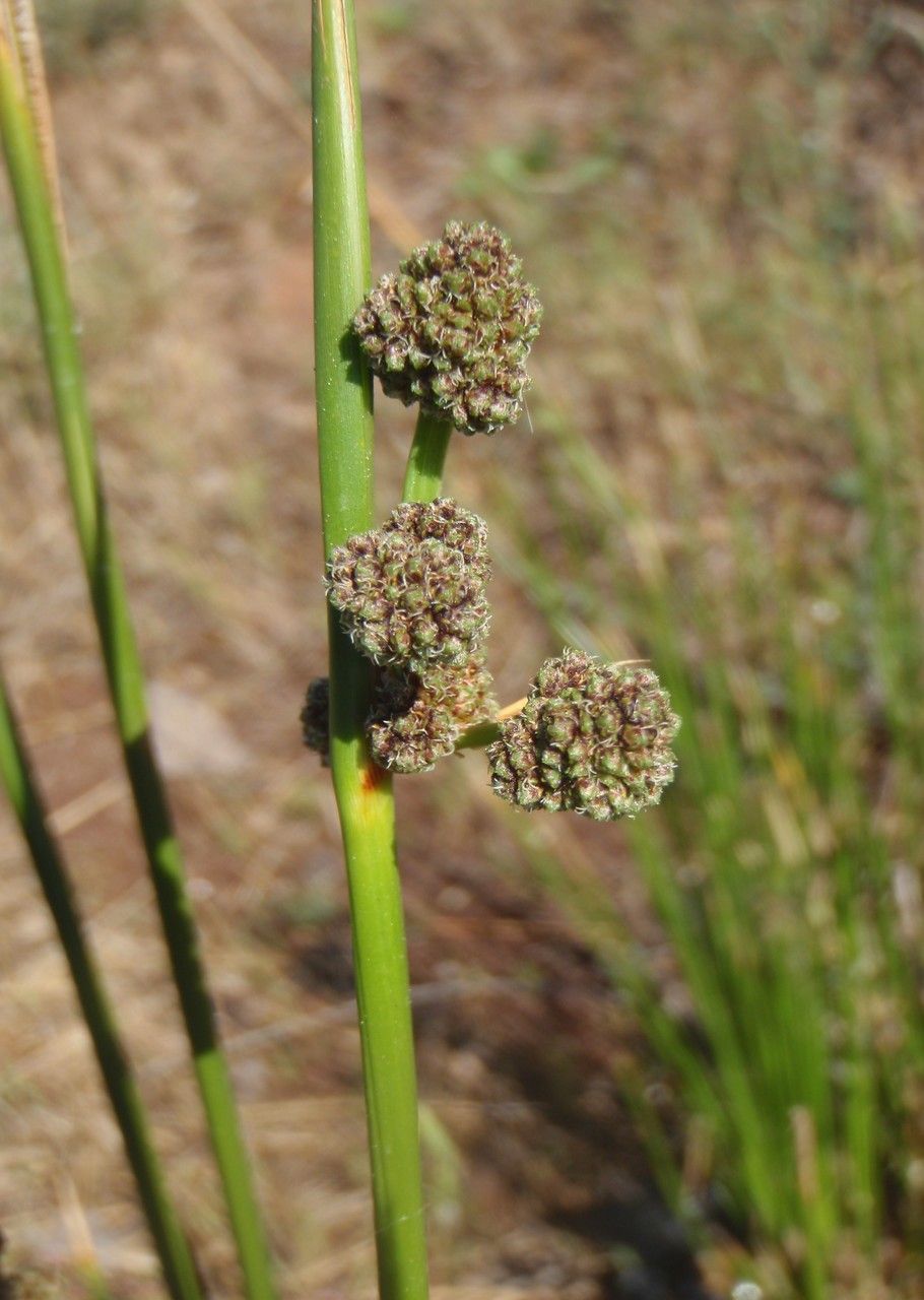 Taken May 13, 2014 by Tela Botanica − Geneviève Botti (cc-by-sa)