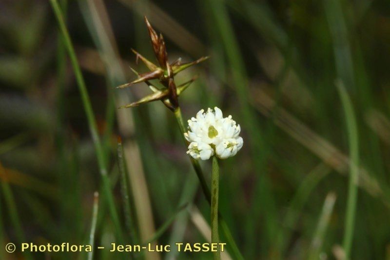 Taken Aug 15, 2014 by Photoflora - Jean-Luc TASSET (©)