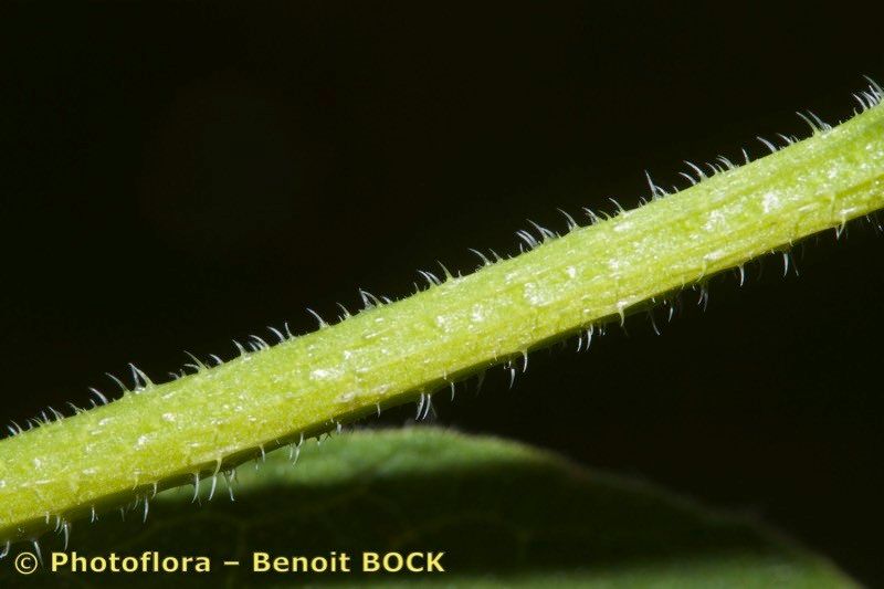 Taken Jul 15, 2019 by Photoflora - Benoit BOCK (©)