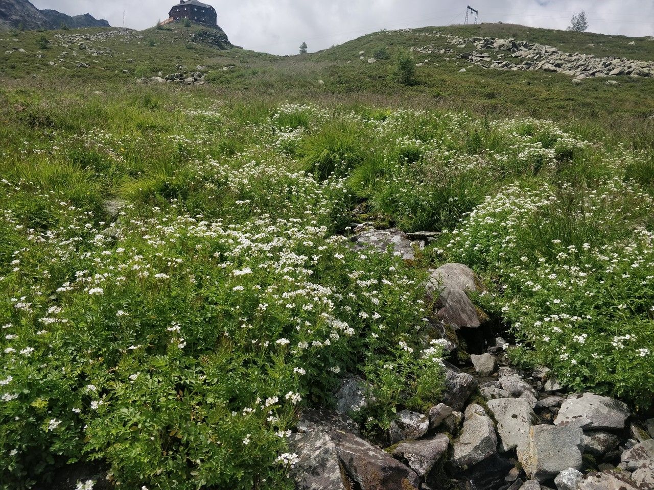 Large bittercress