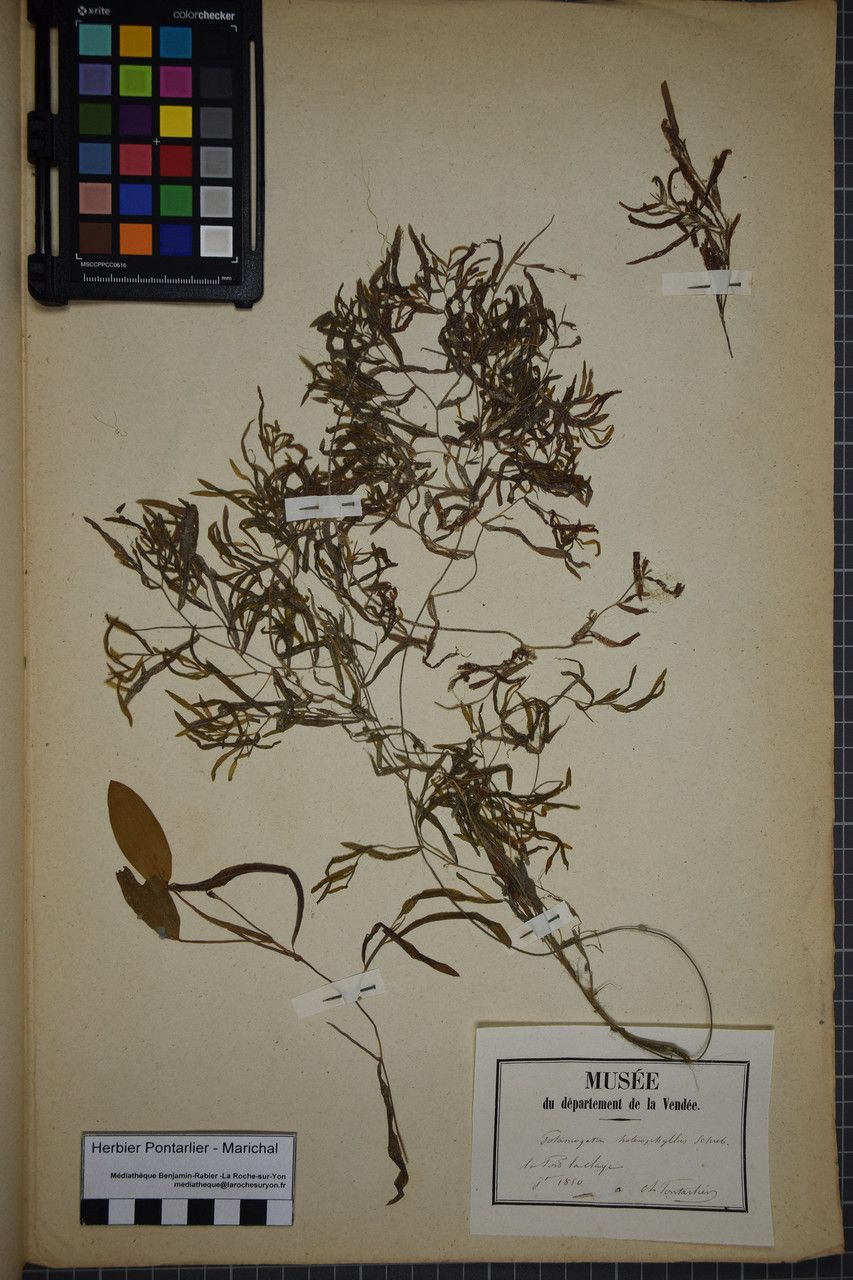 Taken Jun 30, 1850 by Tela Botanica − Herbier PONTARLIER-MARICHAL (cc-by-sa)