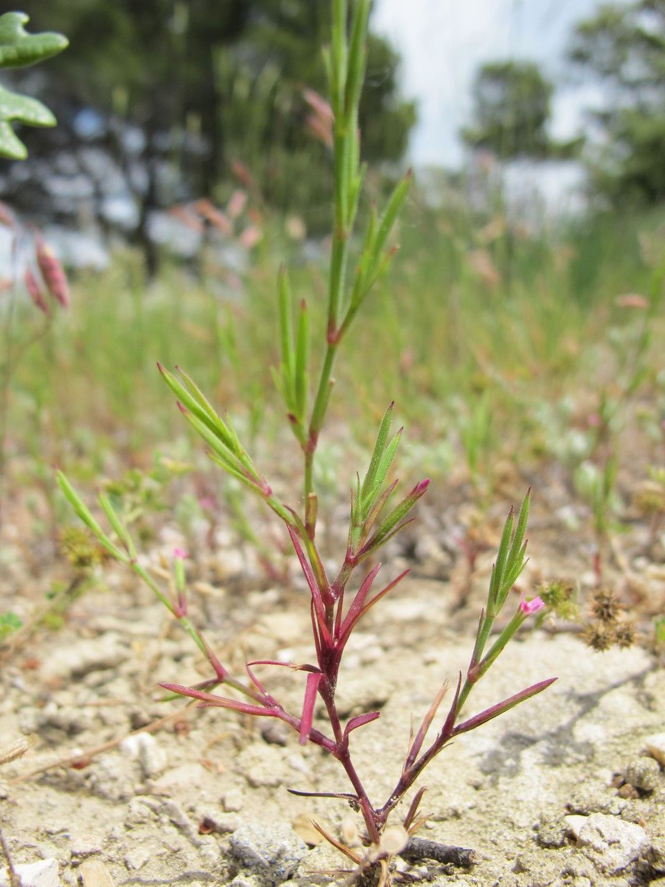 Taken Jun 11, 2013 by Tela Botanica − Hugues TINGUY (cc-by-sa)