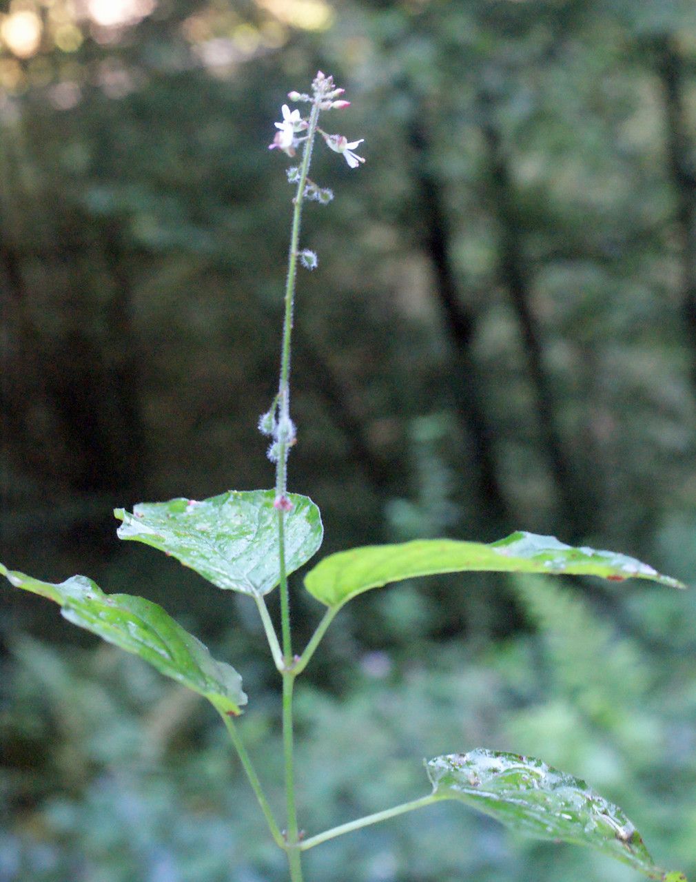 Taken Sep 6, 2014 by Tela Botanica − Liliane Roubaudi (cc-by-sa)