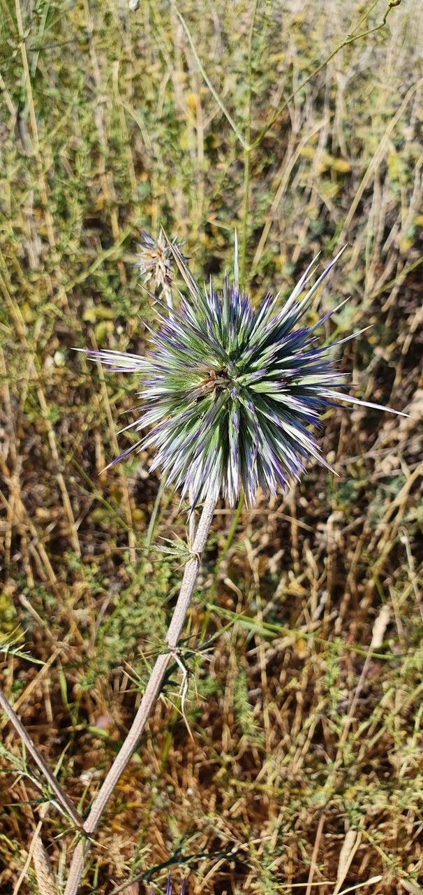 Echinops spinosissimus Turra