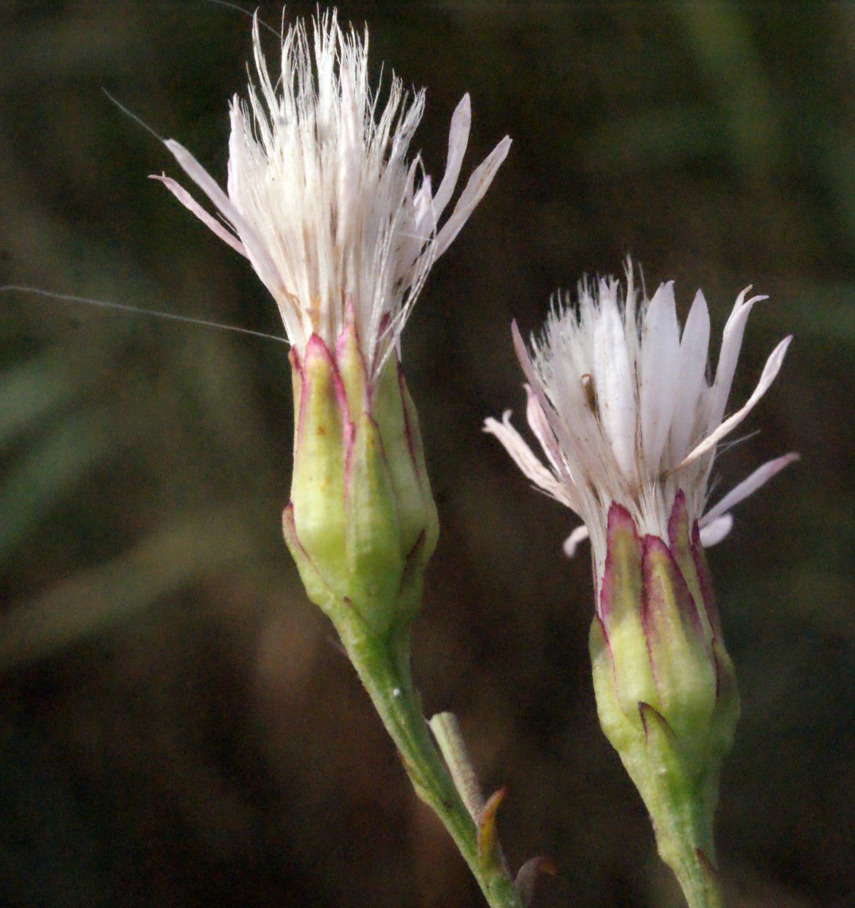 Taken Sep 21, 2014 by Tela Botanica − Liliane Roubaudi (cc-by-sa)