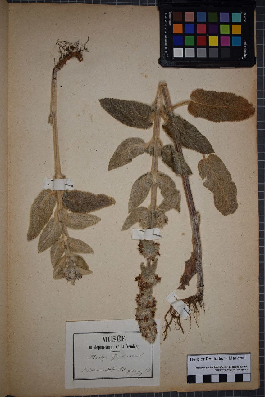 Taken Aug 19, 1872 by Tela Botanica − Herbier PONTARLIER-MARICHAL (cc-by-sa)