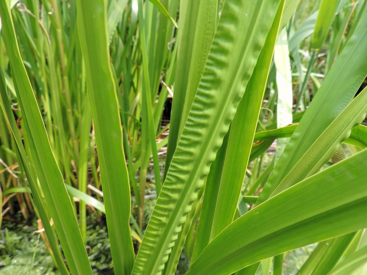 Plant Image 4