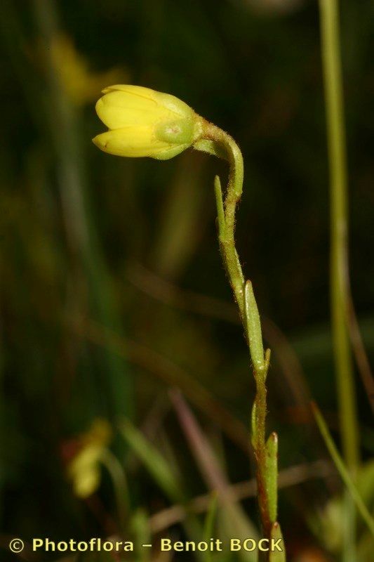 Taken Aug 15, 2006 by Photoflora - Benoit BOCK (©)