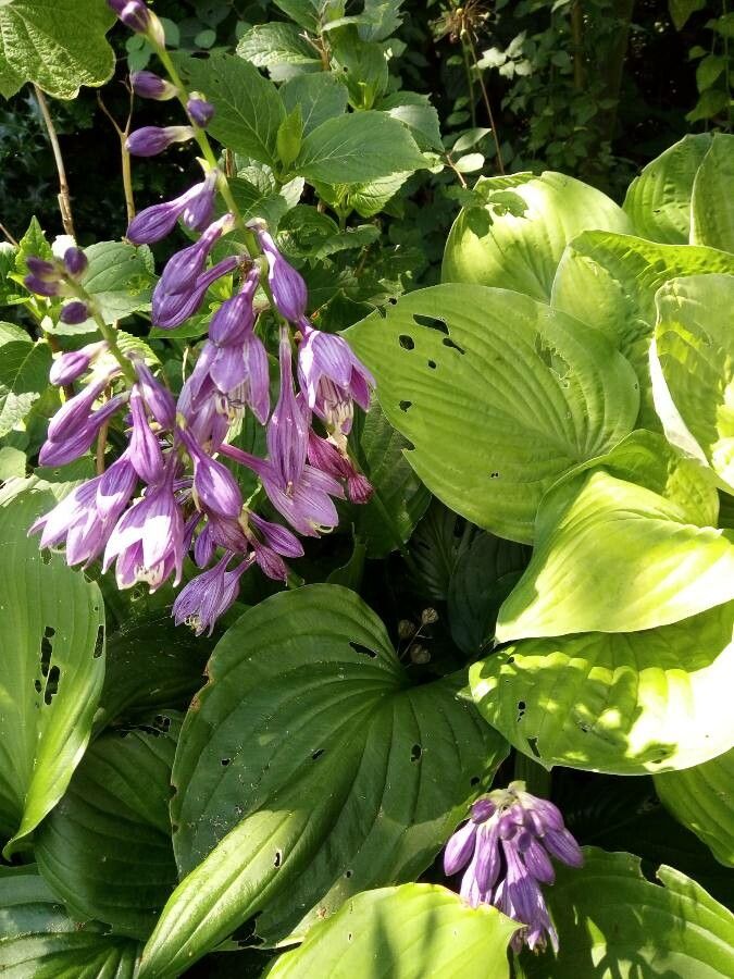 Hosta ventricosa Stearn, Blue plantain-lily (World flora) - Pl@ntNet ...