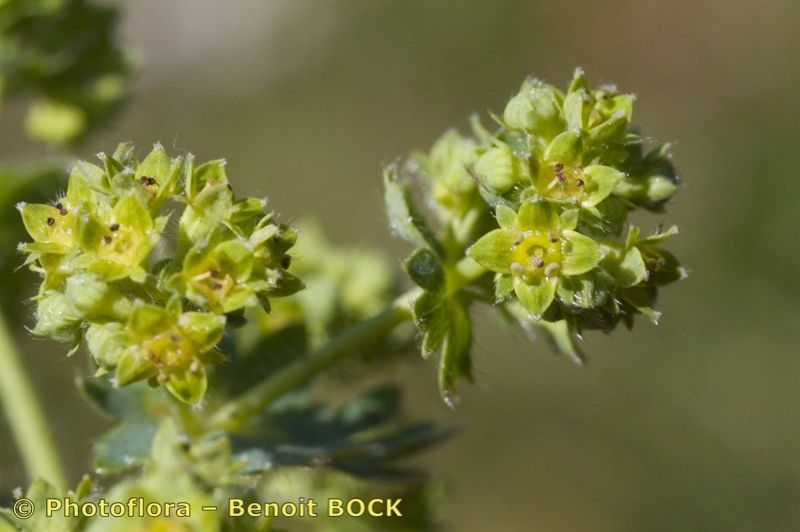 Taken Jul 15, 2011 by Photoflora - Benoit BOCK (©)