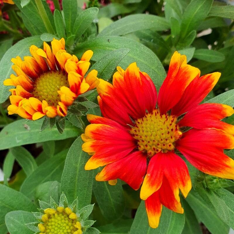 Gaillardia aristata pursh sale