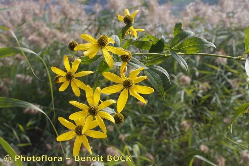 Taken Oct 15, 2015 by Photoflora - Benoit BOCK (©)