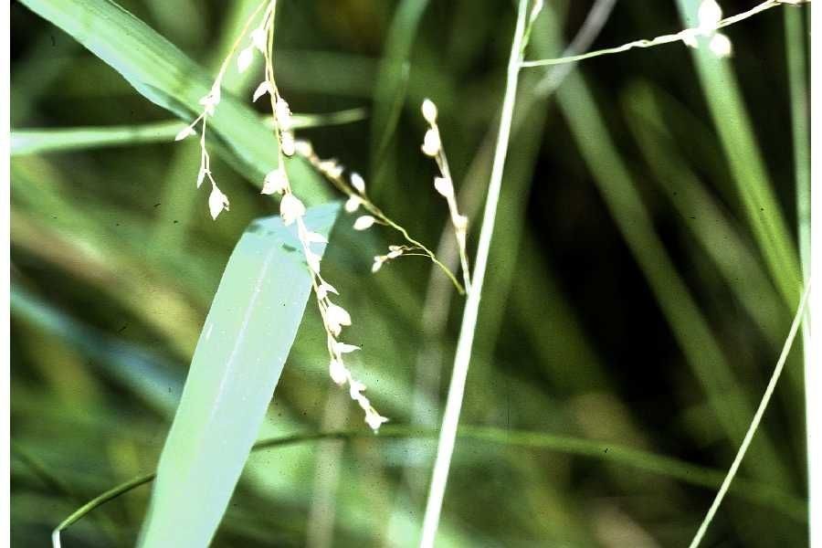 Taken Jan 1, 1900 by EOL − USDA NRCS Wetland Science Institute. (public)