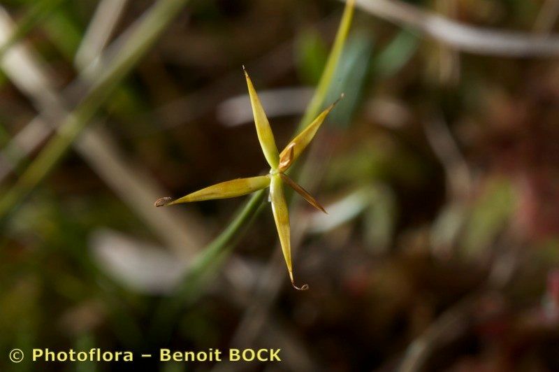 Taken Aug 15, 2010 by Photoflora - Benoit BOCK (©)