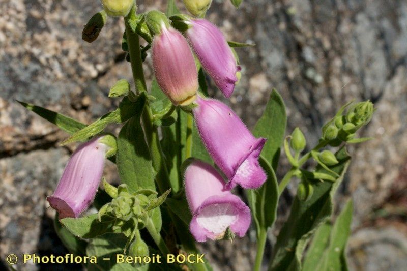 Taken May 15, 2009 by Photoflora - Benoit BOCK (©)