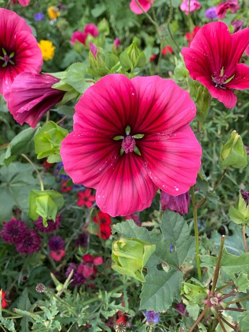 Observation: Malva trimestris (L.) Salisb. (Keith Brown Aug 28, 2022 ...