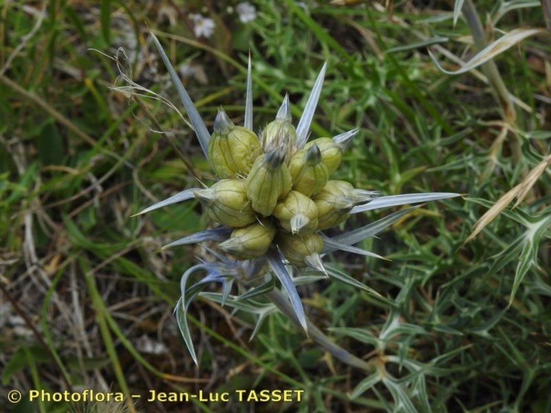 Taken Aug 15, 2019 by Photoflora - Jean-Luc TASSET (©)