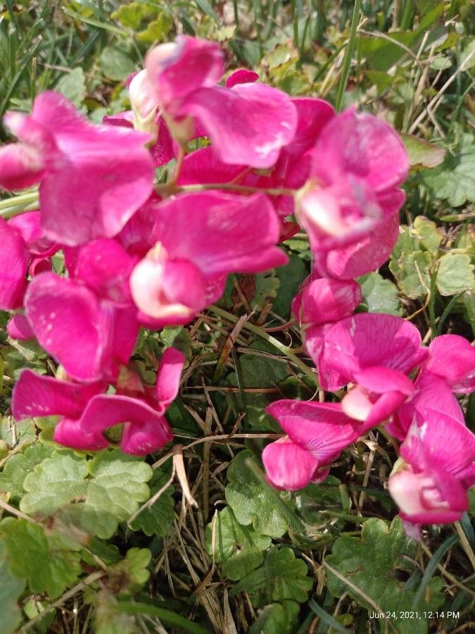 観察 Lathyrus Odoratus L Cody Regnier 21年6月24日 外来種 Pl Ntnet Identify