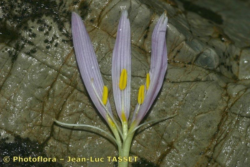 Taken Aug 15, 2005 by Photoflora - Jean-Luc TASSET (©)