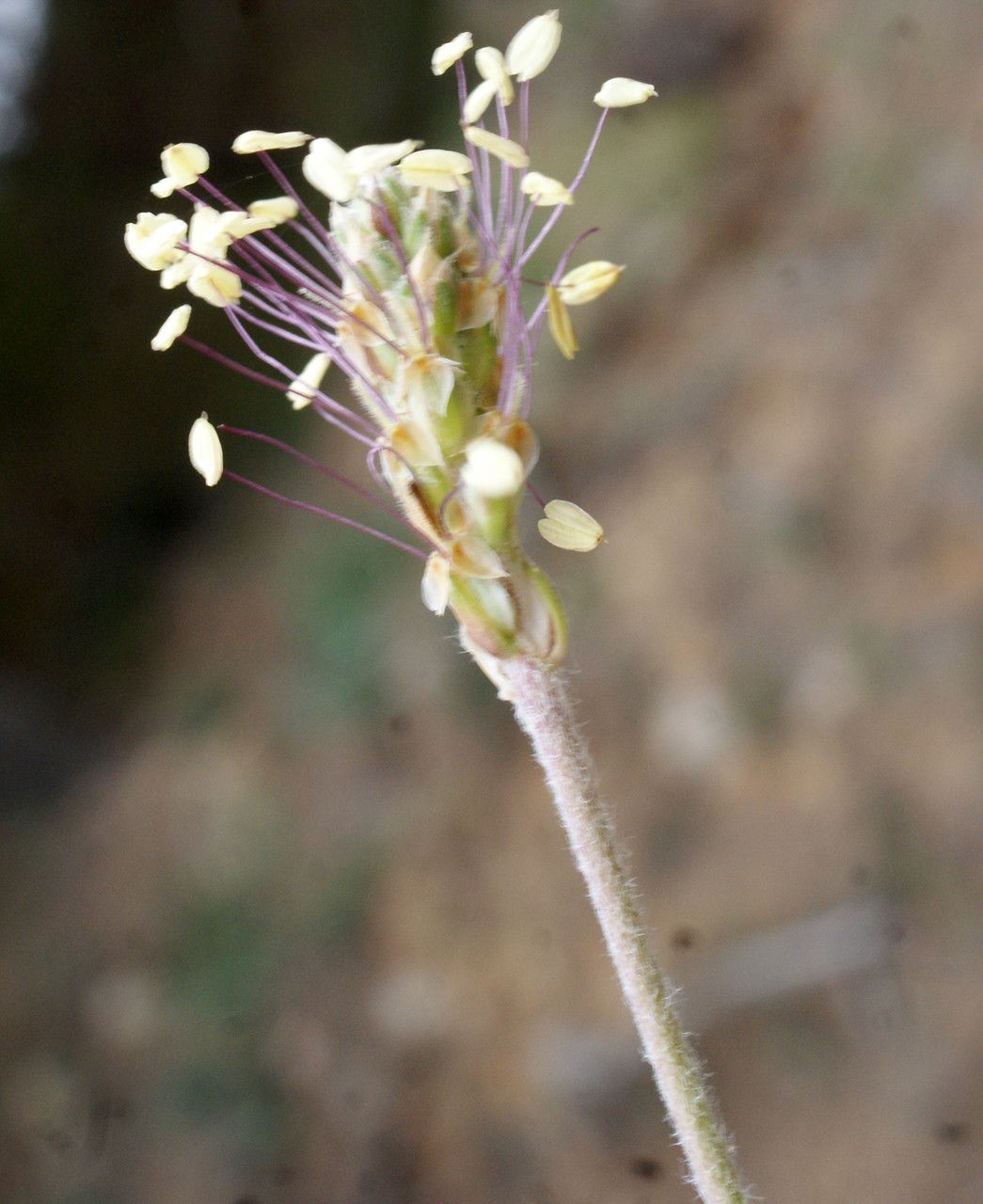 Taken May 29, 2016 by Tela Botanica − Liliane ROUBAUDI (cc-by-sa)