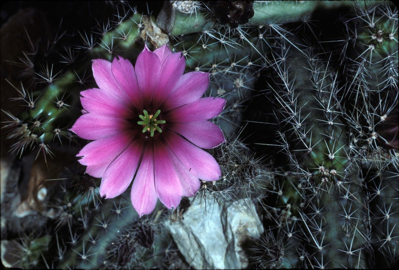 Taken May 28, 1985 by Daniel Barthelemy (cc-by-nc)