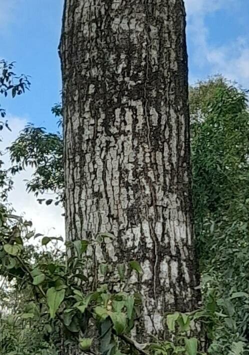 Erythrina falcata 樹皮